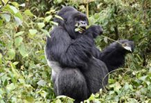 Ecotourism: Discovering What to See & Do in Uganda Parks Gorilla safari Uganda