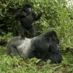 Gorilla Trek Rwanda