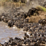 Wildebeest Migration in Tanzania