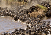 Top Tanzania Uganda Family Safari Holidays Wildebeest Migration in Tanzania