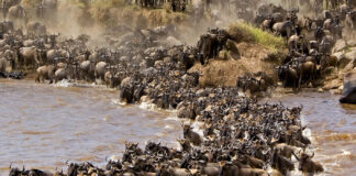 Flying Safaris in Tanzania Uganda Wildebeest Migration in Tanzania