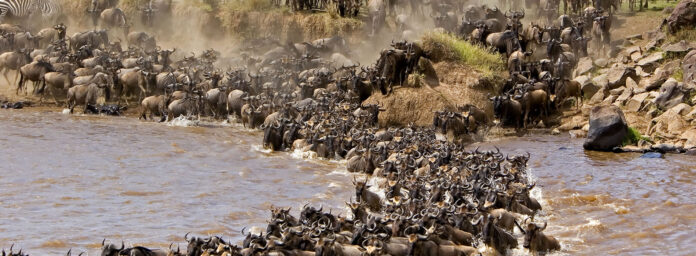 Wildebeest Migration in Tanzania