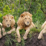 Wildlife in Serengeti