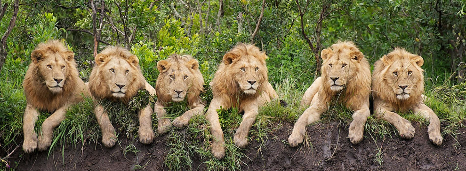 Wildlife in Serengeti