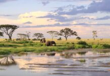 All About Serengeti National Park