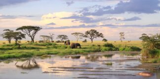 Lemala Safari Camps and Lodges in Tanzania and Uganda