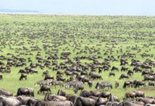 Visit Tanzania: Serengeti and Ngorongoro Parks