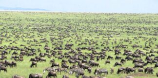 Visit Tanzania: Serengeti and Ngorongoro Parks